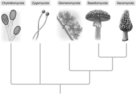 Based on the illustration, basidiomycetes are most closely related to:   A) chytrids. B) zygomycetes. C) ascomycetes. D) glomeromycetes. E) algae.