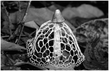 The structure shown in the photograph is a(n) :   A) chytrid. B) mycelium. C) lichen. D) ascus. E) alga.