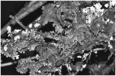 This organism represents:   A) chytrids. B) a symbiotic relationship between a fungus and an alga. C) a mycorrhizeal association. D) sexual reproduction in basidiomycetes. E) a severe plant pathogen.