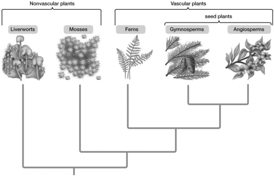   -Based on the evolutionary tree, angiosperms are most closely related to: A) ferns. B) liverworts. C) mosses. D) green algae. E) gymnosperms.