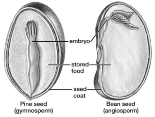 The fruit in the photo has evolved for dispersal by:   A) animals. B) wind. C) water. D) humans.