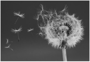 The fruit in the photo has evolved for dispersal by:   A) animals. B) wind. C) water. D) humans.