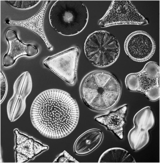 The organisms in the image have shells made of:   A) calcium carbonate. B) cilia. C) silica. D) cellulose. E) starch.