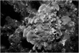 What characteristic do the organisms in the photos share?     A) They are photosynthetic. B) They are parasites. C) They use pseudopods to capture food. D) They have calcium carbonate shells. E) They are prokaryotic.