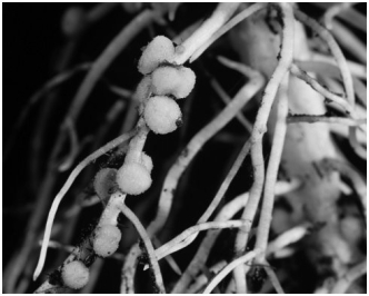The nodules in the figure are:   A) carrying on photosynthesis. B) intended to exchange genetic material between the plant and the bacteria. C) converting nitrogen gas to a form usable by plants. D) intended to hold pathogenic bacteria. E) protecting the plant from viroids.