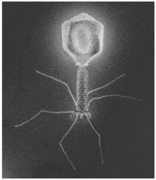 The organism in the figure parasitizes:   A) fungi. B) plants. C) bacteria. D) animals. E) protists.