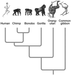   -Based on the evolutionary tree shown here, which two organisms are most closely related? A) humans and gorillas B) common gibbons and chimps C) orangutans and common gibbons D) humans and orangutans E) chimps and bonobos