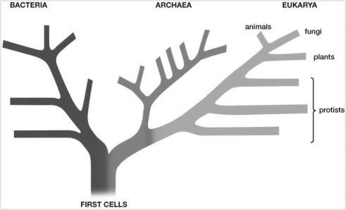   -Based on the tree of life, which two groups have the closest ancestor in common? A) animals and fungi B) plants and Archaea C) Archaea and fungi D) protists and fungi E) bacteria and animals