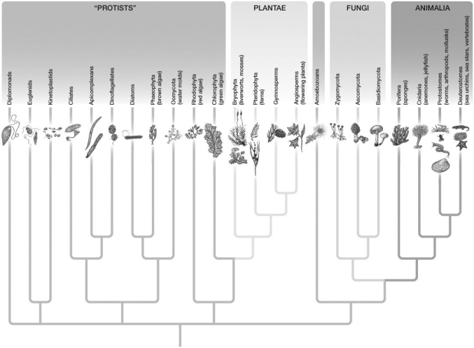   -Based on the eukaryotic tree, Gymnosperms are most closely related to: A) Porifera. B) Zygomycota. C) Angiosperms. D) Chlorophyta. E) Oomycota.