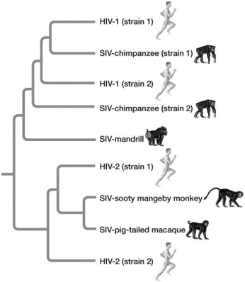   -Based on the phylogeny figure, HIV-1 (strain 1) is most closely related to: A) SIV-chimpanzee (strain 1) . B) SIV-sooty mangeby monkey. C) HIV-2 (strain 2) . D) HIV-2 (strain 1) . E) SIV-mandrill.