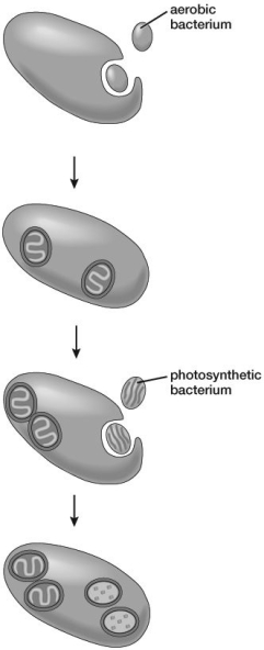 The figure illustrates:   A) spontaneous generation. B) the development of prokaryotes from eukaryotic organisms. C) the formation of eukaryotes according to the endosymbiont theory. D) Operin and Haldane's theory on the formation of living organisms. E) prebiotic conditions.