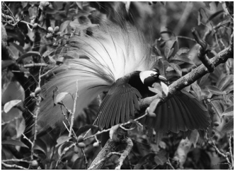The behavior shown in the photograph is a component of:   A) mechanical incompatibility. B) hybrid infertility. C) geographic isolation. D) behavioral isolation. E) temporal isolation.