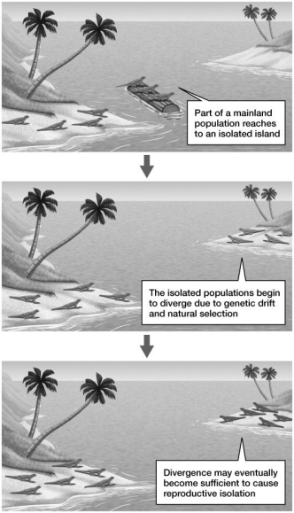 The series of events depicted in the figure demonstrates:   A) mechanical incompatibility. B) hybrid infertility. C) allopatric isolation. D) behavioral isolation. E) temporal isolation.