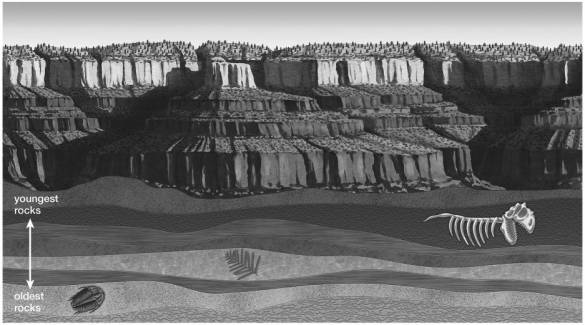The figure indicates that:   A) seed ferns evolved before trilobites. B) dinosaurs evolved before trilobites. C) trilobites evolved before seed ferns. D) trilobites, seed ferns, and dinosaurs evolved at the same time. E) trilobites ate seed ferns.