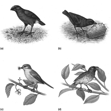 A storm blows the four species of finches shown in the figure to a new island that has only small-seeded grasses. Which species is more likely to survive?   A) species a B) species b C) species c D) species d