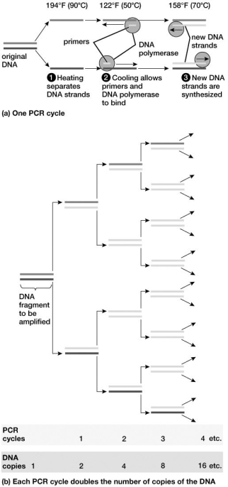 Based on this figure, how many PCR cycles are necessary to produce 64 copies of the original DNA fragment being amplified?   A) one B) two C) three D) four E) six