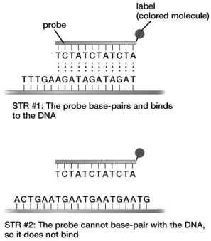 Based on this figure, to which of the following DNA sequences will the illustrated DNA probe bind?   A) AGATCTATCTATCTAGAT B) AGAAGATAGATAGATGAT C) AGAGATATGATAGATGAT D) AGAGATATCTATCTAGAT