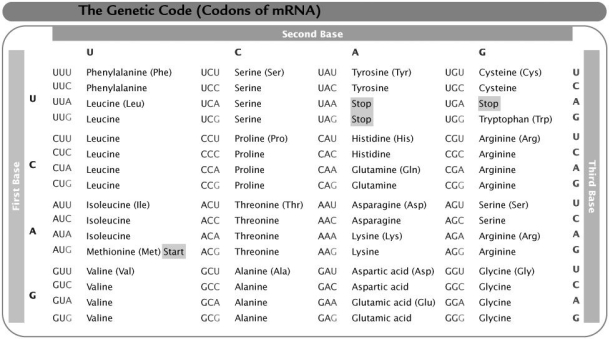 Based on this table, which polypeptide would be synthesized from the mRNA base sequence AUGCCUGACUUA?   A) phe-met-pro-leu B) met-pro-asp-tyr C) met-pro-asp-leu D) ile-pro-ala-tyr E) met-phe-glu-leu