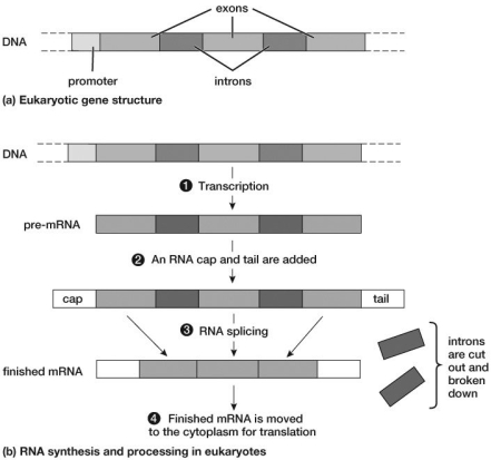 As seen in this figure, how many exons were used to assemble the pre-mRNA sequence, and how many exons were used in the finished mRNA?   A) 3; 3 B) 3; 2 C) 5; 3 D) 6; 3