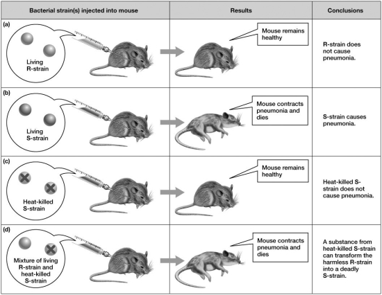 Based on this figure, which type(s) of bacteria would you expect to be isolated from the dead mouse in the final experiment (involving the mixture of bacterial strains) ?   A) living R-strain only B) heat-killed S-strain only C) living R-strain and heat-killed S-strain only D) at least some living S-strain