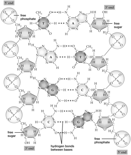 Based on this figure, which molecule (if any) could be attached to the 5' end of the right-hand DNA strand?   A) phosphate B) deoxyribose C) cytosine D) adenine E) No molecule could attach to this end.