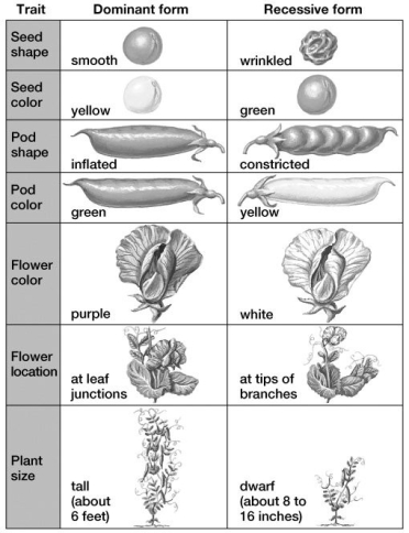 Based on this figure, what would be the genotype of an individual pea plant that is homozygous for green- and constricted-pod and is 6 feet tall? (Assume that green and yellow pods are indicated by g and G, inflated and constricted pods by I and i, and height by T or t.)    A) GGIITT B) ggiitt C) GgIiTt D) GGiiTT E) ggiiTT