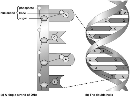 Based on this figure, the rules for nucleotide base pairing in DNA must be:   A) adenine with cytosine, and guanine with thymine. B) adenine with thymine, and guanine with phosphate. C) adenine with guanine, and cytosine with thymine. D) adenine with thymine, and guanine with cytosine.