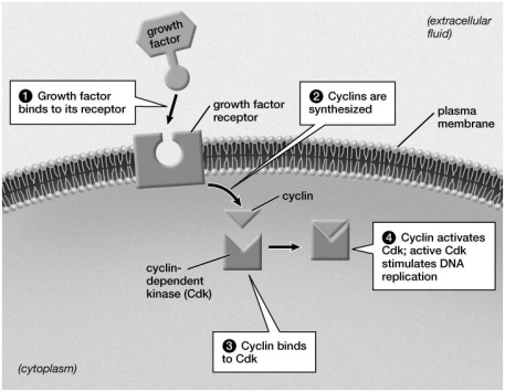Based on this figure, what would be the consequence of exposure to a synthetic chemical in the environment that mimics the structure and shape of a growth factor?   A) Cyclin production would not be  turned on.  B) Cdk and cyclin would not bind to each other. C) The cyclin-Cdk complex would still occur but would not stimulate DNA replication. D) DNA replication would be stimulated even though the growth factor was not present.
