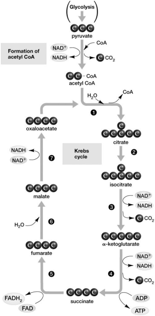 In the Krebs cycle, NADH molecules are oxidized as one chemical compound is converted to another, except during the conversion of:   A) malate to oxaloacetate. B) α-ketoglutarate to succinate. C) isocitrate to α-ketoglutarate. D) succinate to fumarate.