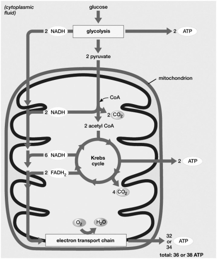 If only one molecule of pyruvate (instead of two) were produced per glucose molecule metabolized in glycolysis, then which of the following would be produced after glycolysis and before the electron transport chain?   A) two ATP, six NADH, and two FADH2 molecules B) one ATP, three NADH, and one FADH2 molecules C) one ATP, four NADH, and one FADH2 molecules D) 17 or 18 ATP, four NADH, and one FADH2 molecules E) one ATP, one NADH, and one FADH2 molecules
