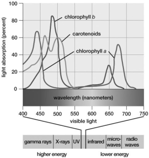 Based on this graph, which wavelengths of light would result in the highest rates of ATP production during photosynthesis?   A) 450500 nanometers B) 550600 nanometers C) 600650 nanometers D) 700750 nanometers