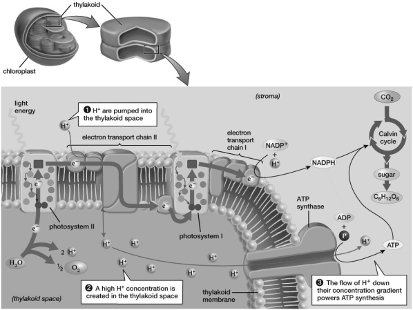 Based on the information provided in this figure, what event contributes directly to the creation of a proton gradient across the thylakoid membrane?   A) the creation of C6H12O6 B) the flow of electrons through photosystem I C) the splitting of H2O D) the creation of ATP E) the flow of electrons through electron transport chain II