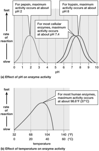 Which of the enzymes shown must occur in the gastric region (stomach)of the gastrointestinal tract?  