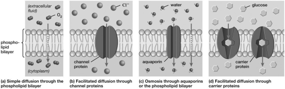 Based on these four illustrations of diffusion, which mode would most likely be used to transport oxidized zinc (which has a charge of +2) through the cell membrane?   A) simple diffusion through the bilayer B) facilitated diffusion through channel proteins C) facilitated diffusion through carrier proteins D) osmosis through aquaporins