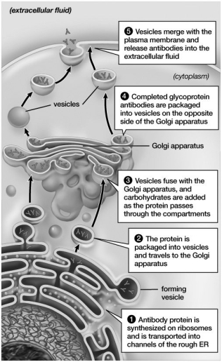 The cell shown in this figure must be:   A) a prokaryote. B) from a plant. C) from a eukaryote. D) an exception to the cell theory.