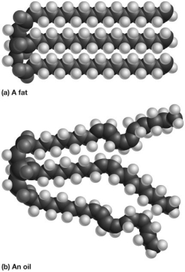 As shown in this figure, the top triglyceride (a) has ________, whereas the bottom triglyceride (b) has ________.   A) double bonds and is saturated; no double bonds and is unsaturated B) no double bonds and is saturated; double bonds and is unsaturated C) no double bonds and is unsaturated; double bonds and is saturated D) double bonds and is unsaturated; no double bonds and is saturated