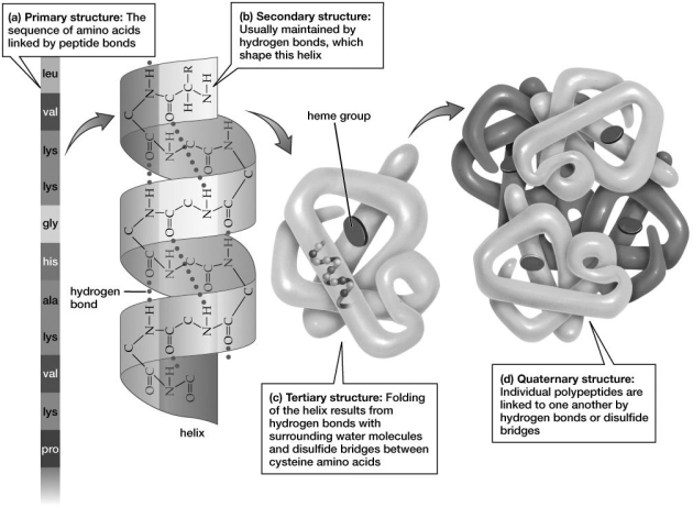 As shown in this figure, the valine and lysine in this protein are linked by covalent bonds within the ________ structure, whereas the hydrogen bonds hold together molecules within the helical ________ structure.   A) primary; secondary B) secondary; tertiary C) tertiary; quaternary D) primary; tertiary E) secondary; quaternary