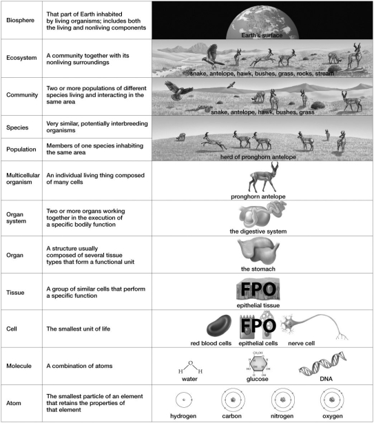 Which of the following is NOT a part of the community shown in this figure?   A) pronghorn antelope B) stream C) snake D) grass E) hawk