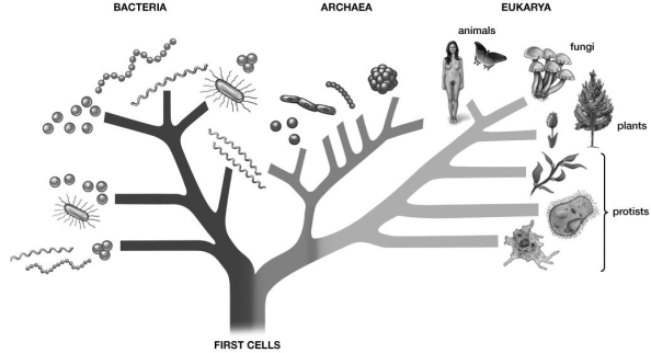 The  first cells  shown at the bottom of this illustration most likely refer to:   A) prokaryotes. B) animals. C) plants. D) fungi. E) protists.