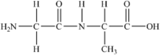 The following peptide is formed from two amino acids: Which of the following correctly identifies the peptide bond as indicated by the circled bond?     A) A B) B C) C D) D E) E