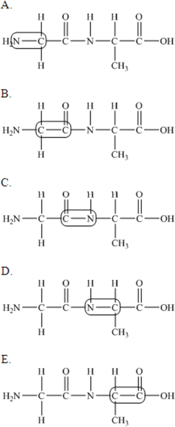 The following peptide is formed from two amino acids: Which of the following correctly identifies the peptide bond as indicated by the circled bond?     A) A B) B C) C D) D E) E