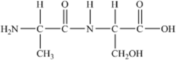 The following peptide is formed from two amino acids: Which of the following correctly identifies the peptide bond as indicated by the circled bond?     A) A B) B C) C D) D E) E
