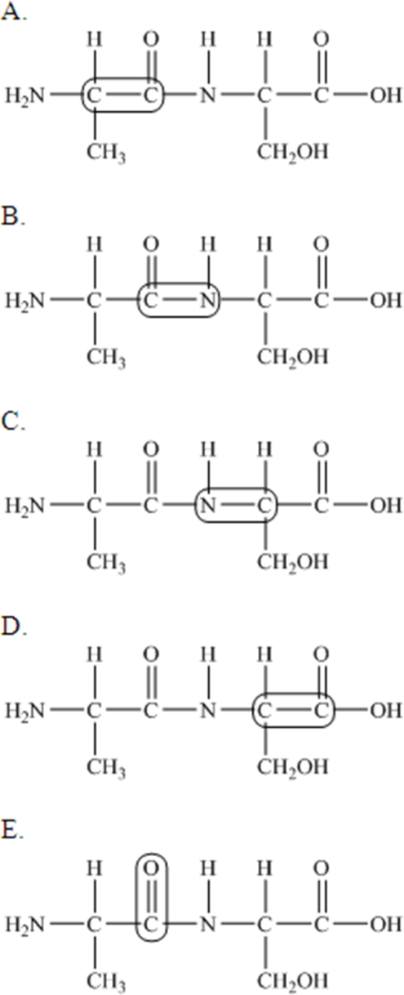 The following peptide is formed from two amino acids: Which of the following correctly identifies the peptide bond as indicated by the circled bond?     A) A B) B C) C D) D E) E