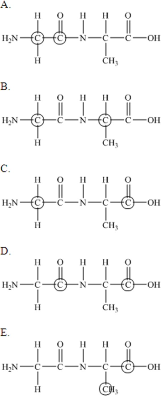 <strong>The following peptide is formed from two amino acids: Which of the following correctly identifies the alpha carbons as indicated by the circled atoms?    </strong> A)A B)B C)C D)D E)E <div style=padding-top: 35px> 