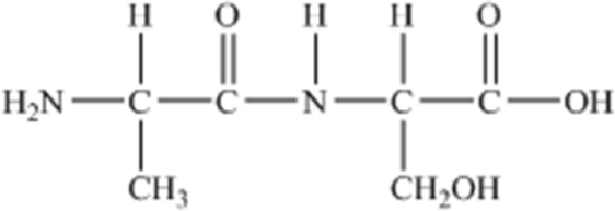 The following peptide is formed from two amino acids: Which of the following correctly identifies the alpha carbons as indicated by the circled atoms?     A) A B) B C) C D) D E) E