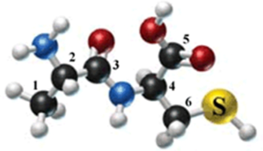 The following molecule is formed by two amino acids: Identify the alpha carbons using the numbers as shown.   A) 2, 4 B) 1, 6 C) 2, 3 D) 2, 6