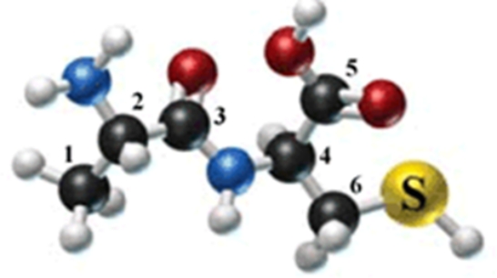 The following molecule is formed by two amino acids: Identify the alpha carbons (using the numbers as shown)  and the side chains for each amino acid in the molecule.   A) 2, 4; CH<sub>3</sub>, CH<sub>2</sub>SH B) 1, 6; CHNH<sub>2</sub>, SH C) 2, 3; CH<sub>3</sub>, CO D) 2, 4; NH<sub>2</sub>, CO<sub>2</sub>H E) 2, 6; CH<sub>3</sub>, SH