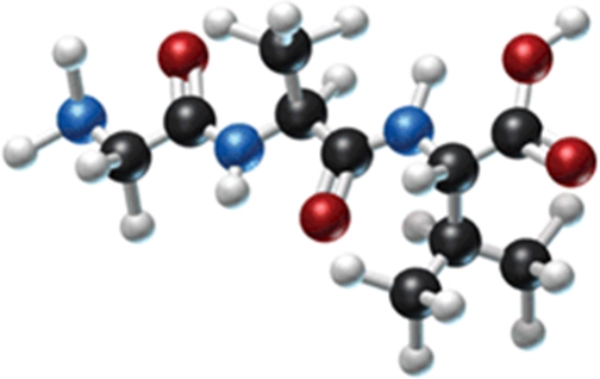 How many different amino acids are obtained by hydrolyzing all the peptide bonds in the following polypeptide?   A) 0 B) 1 C) 2 D) 3 E) 4