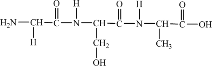 How many different amino acids are obtained by hydrolyzing all the peptide bonds in the following polypeptide?   A) 1 B) 2 C) 3 D) 4 E) 5