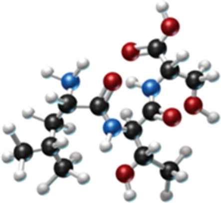 Which amino acids are obtained by hydrolyzing all the peptide bonds in the following polypeptide?   A)    B)    C)    D)    E)   